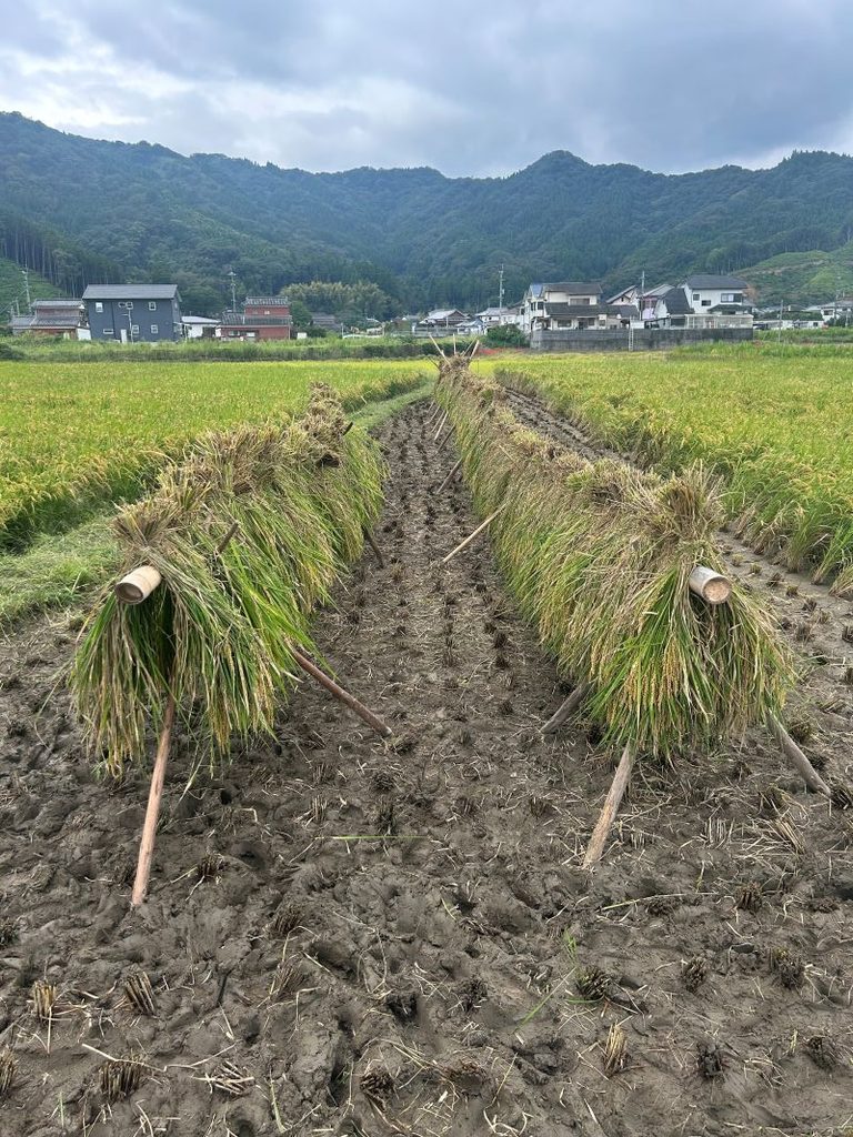 はざ掛け