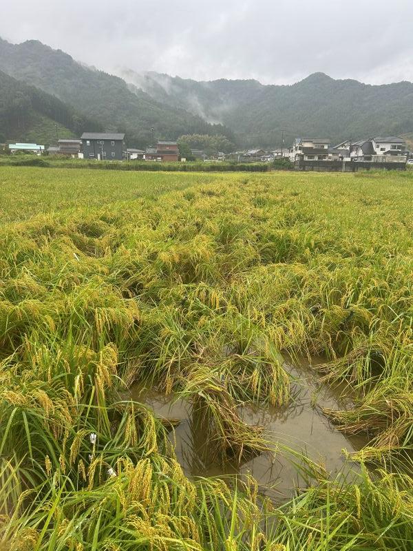 なつほのか