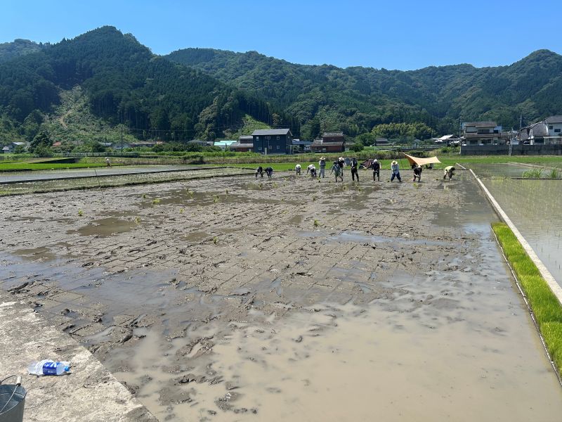 手植え一反