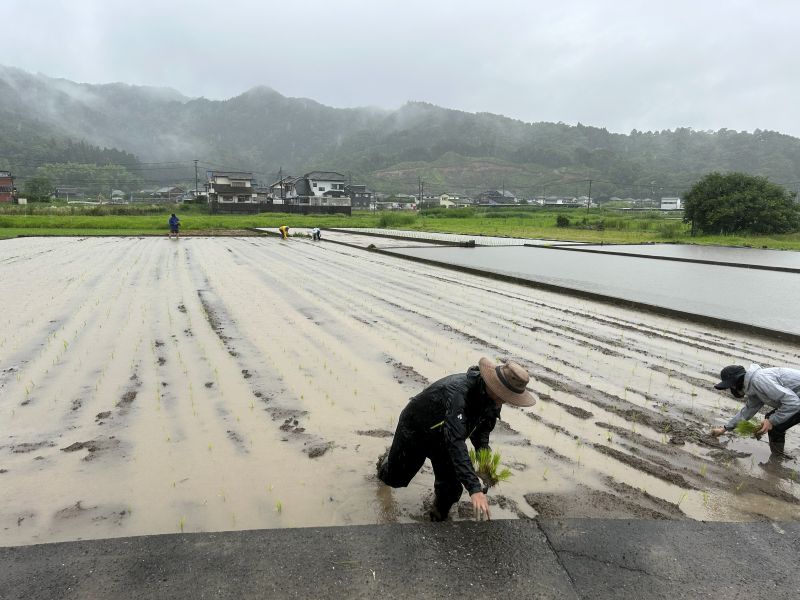 田植え