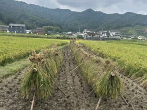 田んぼで掛け干しされた稲穂