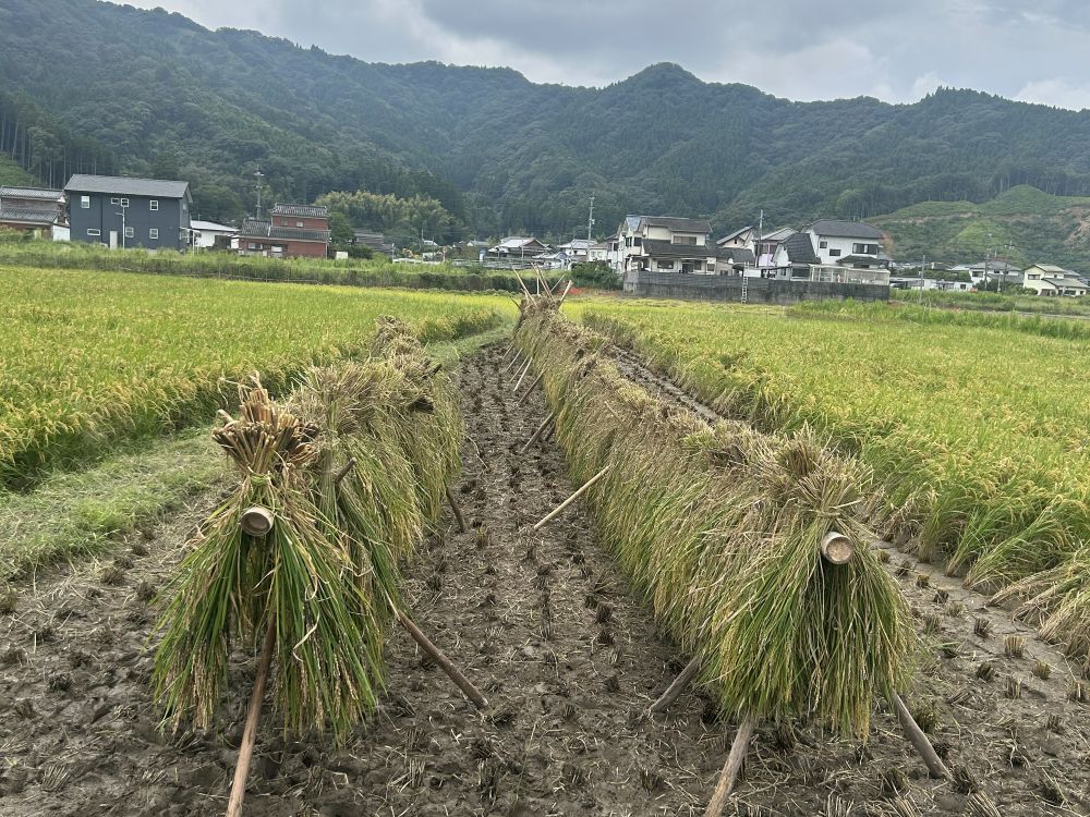 田んぼで掛け干しされた稲穂
