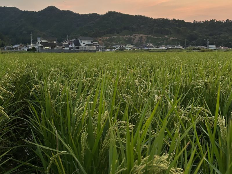 稲穂