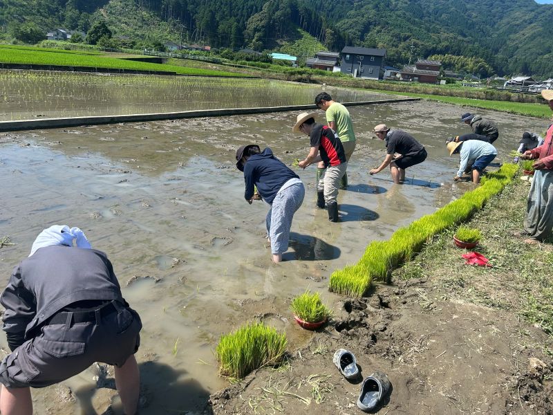 手植え5畝