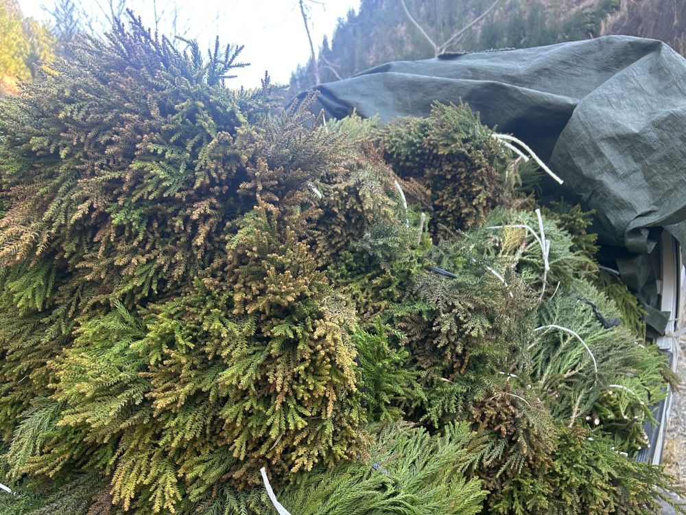 荷台の杉の穂