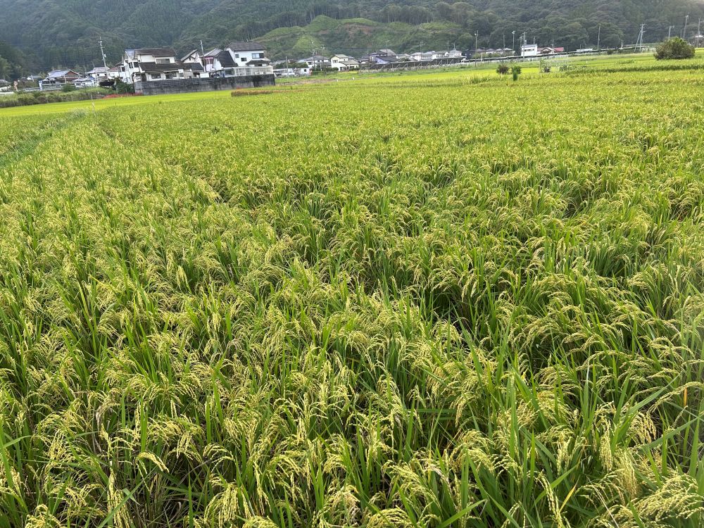 田んぼ2026