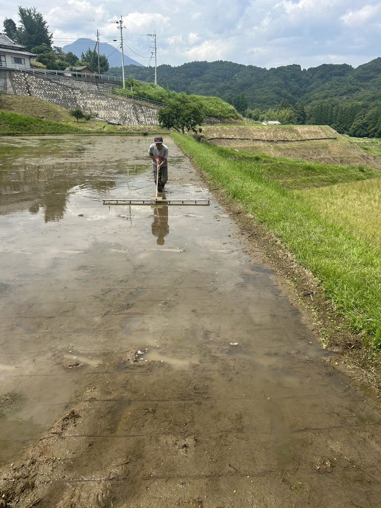 筋引き作業
