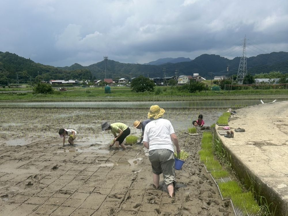 田植え2026