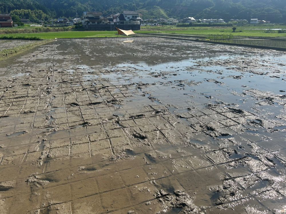 筋引き完了