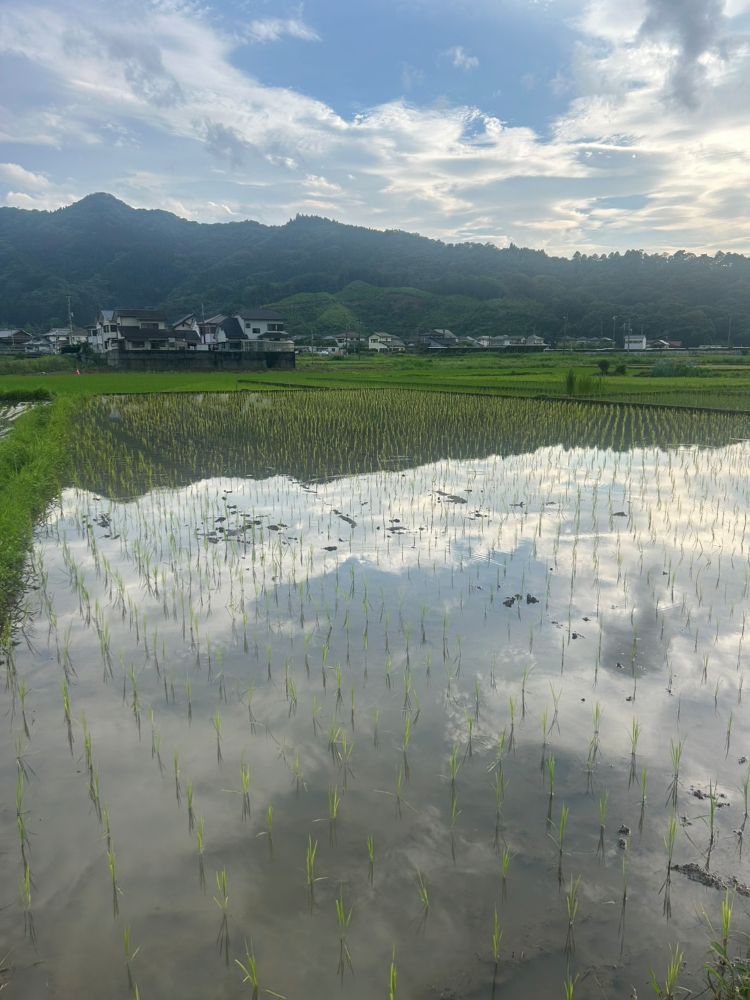 田植え後